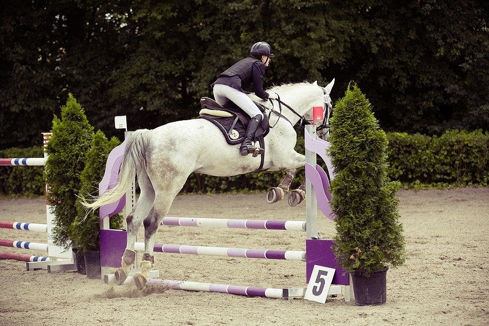show-jumping-594156_960_720