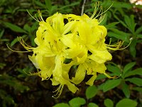 09 azaleja i
