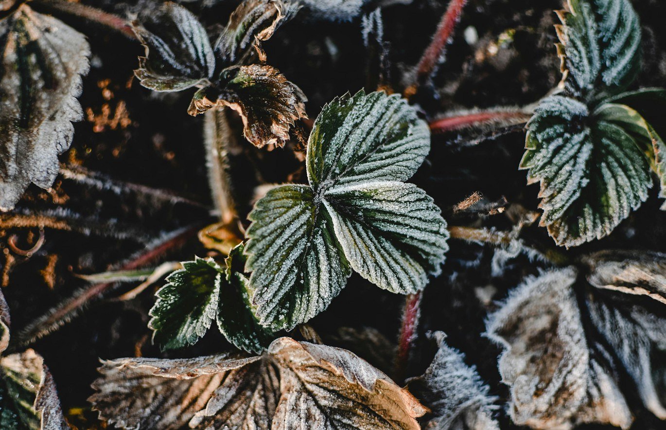 pozeba rastlin Zbiranje vlog zaradi posledic pozebe na trajnih nasadih v letu 2025