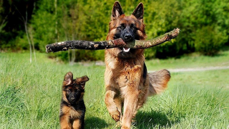 shepherd-dog-4357790_1280