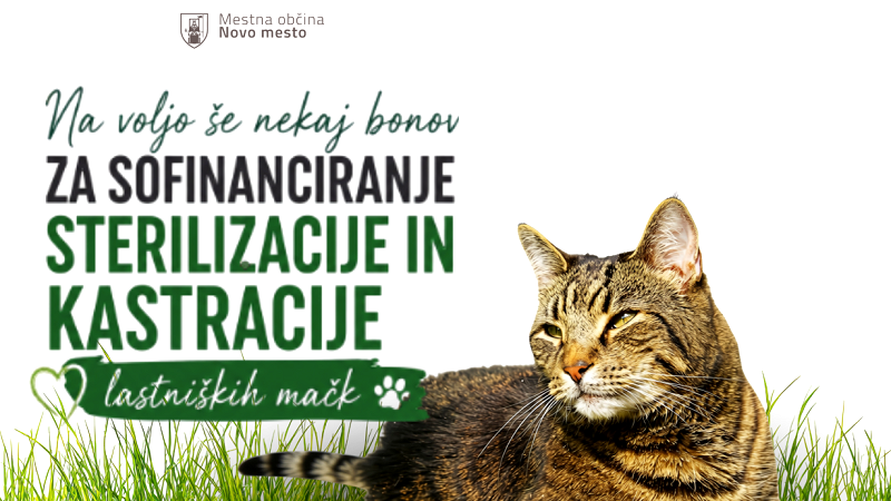 Na fotografiji je grafika za sofinanciranje bonov za kastracijo in sterilizacijo mačk Na voljo še nekaj bonov za sofinanciranje sterilizacije in kastracije lastniških mačk 